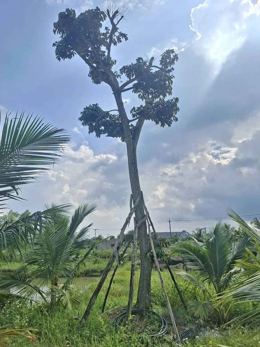 Bán mảnh vườn 1.000m² Long Khánh, mặt tiền 37m - Ảnh thu nhỏ 3