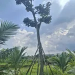 Bán mảnh vườn 1.000m² Long Khánh, mặt tiền 37m - Ảnh thu nhỏ 3