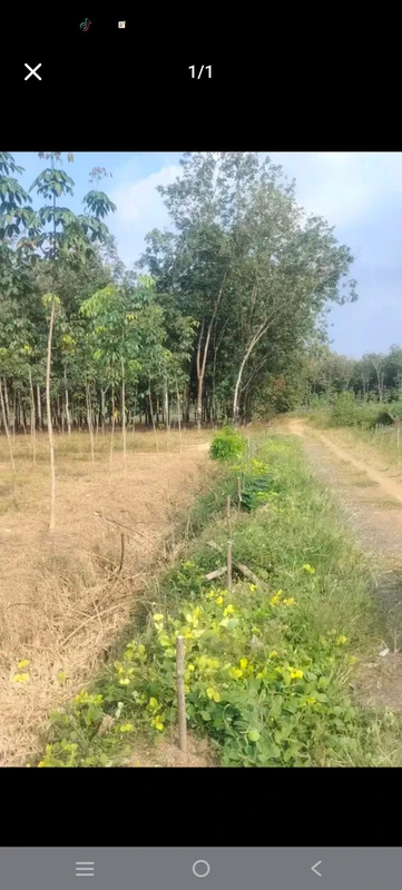 Bán 1 hecta cao su non, 40m mặt tiền, Bình Dương