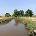 Bán 1 mẫu đất lúa Tây Ninh gần Cầu Dừa 1 tỷ 5 - Ảnh thu nhỏ 2