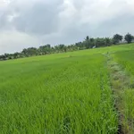 Bán đất lúa 1246 m² tại Phước Đông 450 triệu - Ảnh thu nhỏ 4