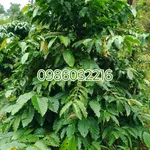 Bán đất 2ha có nhà xây ở Đăk Ha, Gia Lai, giá 3,6 tỷ - Ảnh thu nhỏ 2