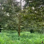 Bán đất vườn sầu riêng 3000m2 Xã Tà Lài Đồng Nai - Ảnh thu nhỏ 2