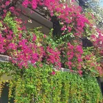 Cho thuê biệt thự 7PN, 500m² Cầu Bè Nhà Bè - 37tr/tháng - Ảnh thu nhỏ 1