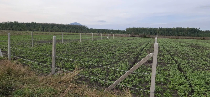 Bán đất cây hàng năm xã Cầu Khởi, Tây Ninh giá 270 triệu
