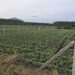 Bán đất cây hàng năm xã Cầu Khởi, Tây Ninh giá 270 triệu - Ảnh thu nhỏ 1