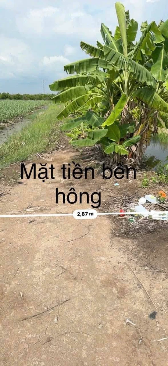 Bán đất vườn 2 mặt tiền 8.894m2 Thủ Thừa Long An - Ảnh thu nhỏ 4