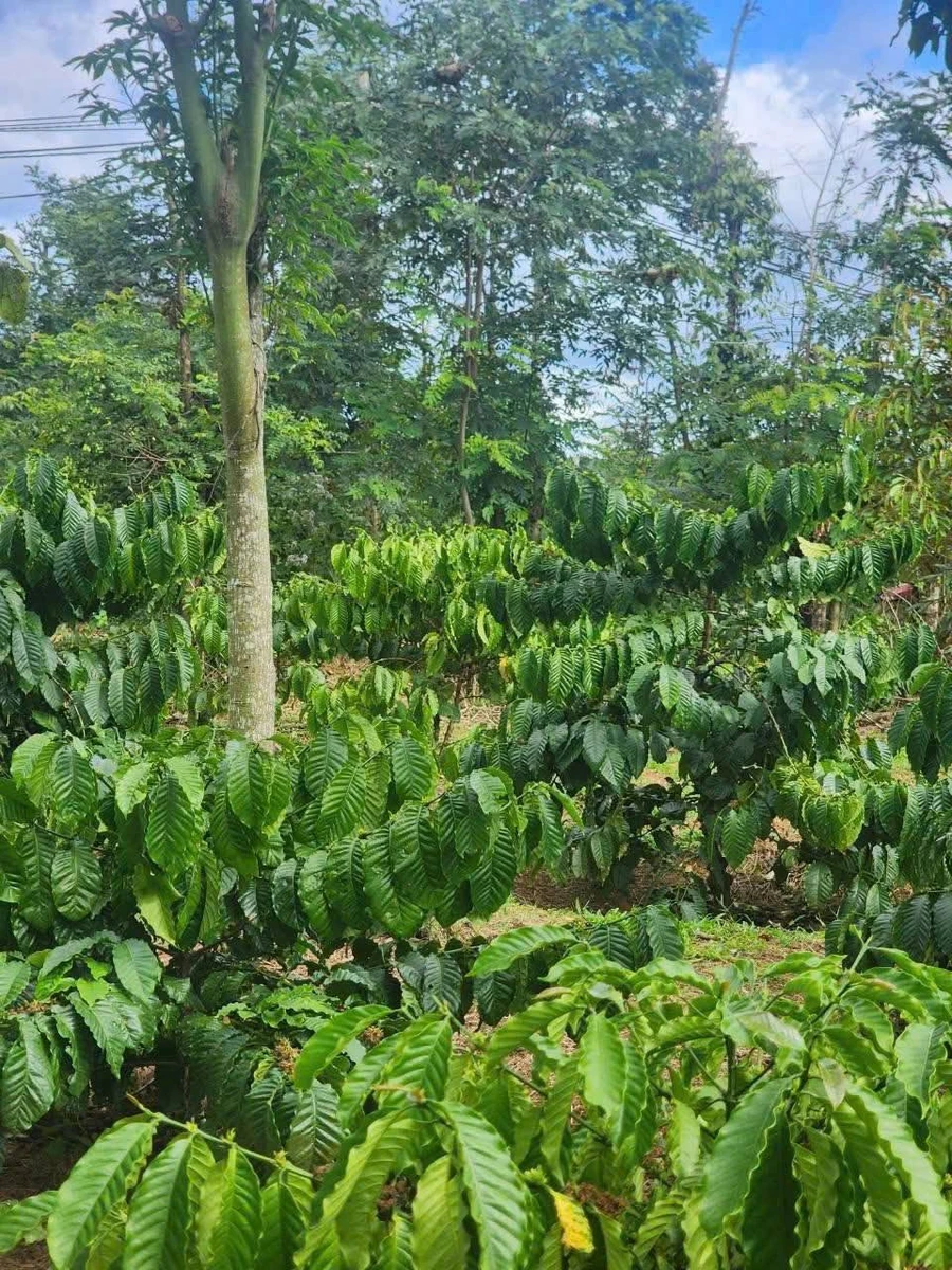 Bán lô đất góc 2 mặt tiền 22x48m giá 730 triệu tại Buôn Bông, Phường Ea Kao, Đắk Lắk - Ảnh thu nhỏ 2