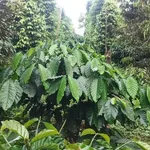 Bán rẫy 1.26ha Gia Nghĩa Lâm Đồng, giá 3 tỷ - Ảnh thu nhỏ 1