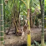 Bán 1000m² đất gần chợ Hữu Định Phước Thạnh Nhà Bè - Ảnh thu nhỏ 5