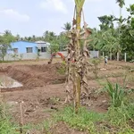 Bán đất Phú Túc Bến Tre 1538m2, 1,2 tỷ - Ảnh thu nhỏ 2