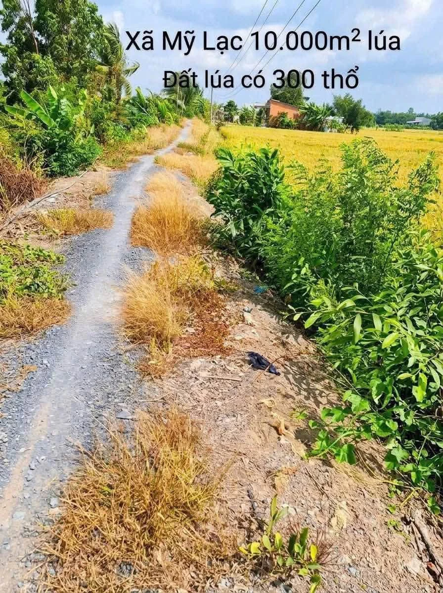 Bán đất lúa 10.000m² có 300m² thổ cư Long An - Ảnh thu nhỏ 2