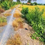 Bán đất lúa 10.000m² có 300m² thổ cư Long An - Ảnh thu nhỏ 2