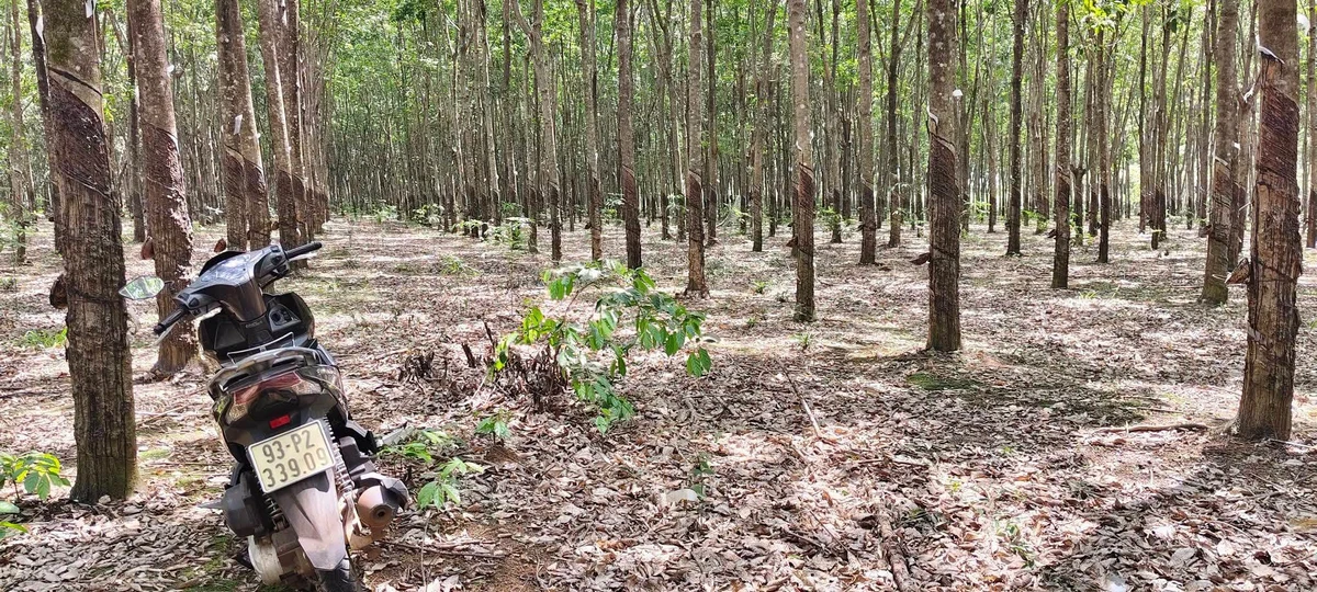Bán đất 36,000 m² Đồng Phú, Đồng Nai, giá 1 tỷ - Ảnh 1