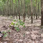 Bán đất 36,000 m² Đồng Phú, Đồng Nai, giá 1 tỷ - Ảnh thu nhỏ 1