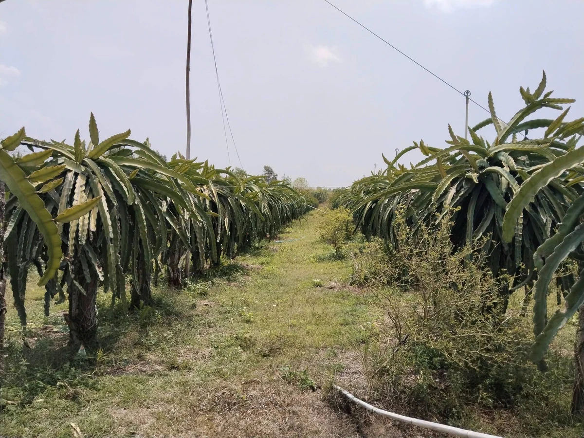 Bán vườn thanh long 2,8ha Tân Hải, Bình Thuận - Ảnh thu nhỏ 3