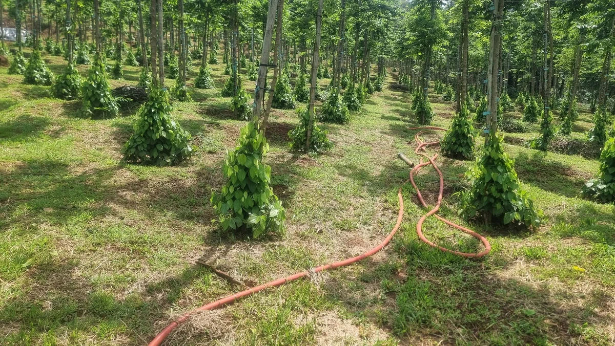 Bán đất đỏ mặt tiền 8000m² Hóc Môn 2,4 tỷ - Ảnh 1
