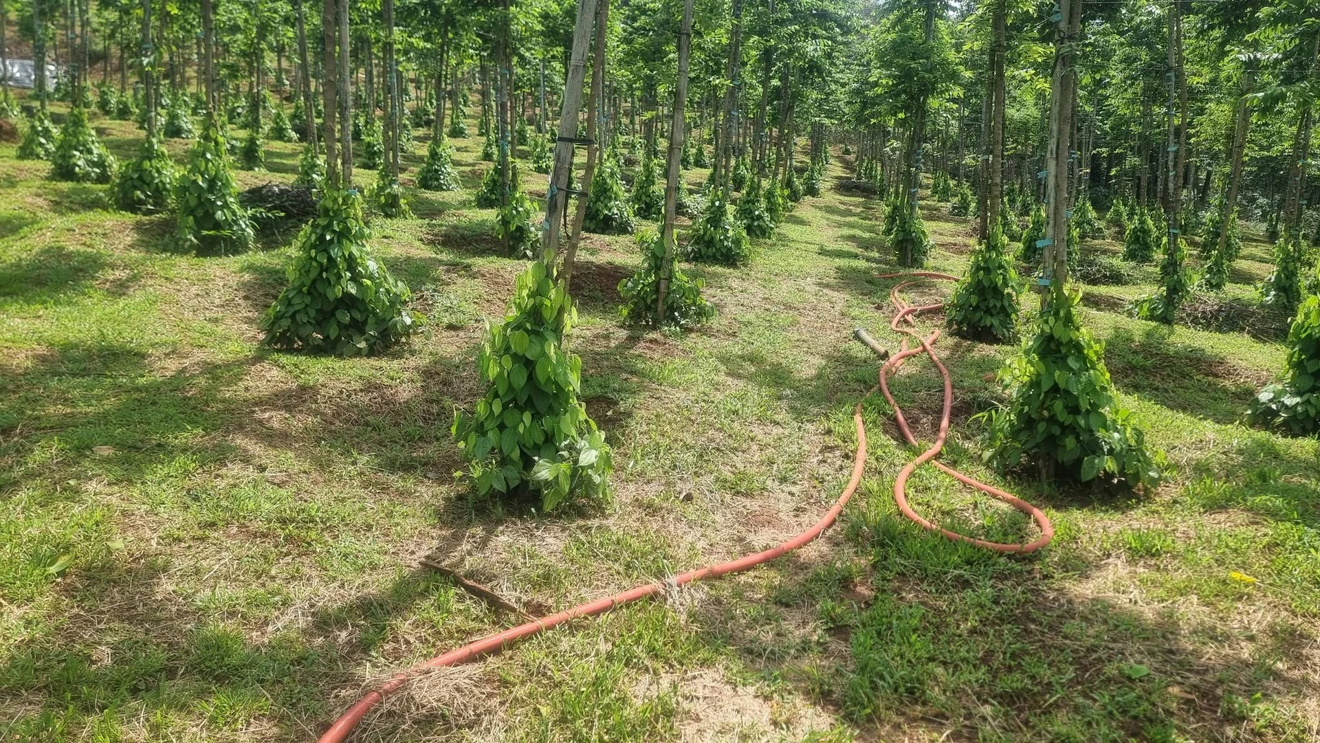 Bán đất đỏ mặt tiền 8000m² Hóc Môn 2,4 tỷ - Ảnh 1