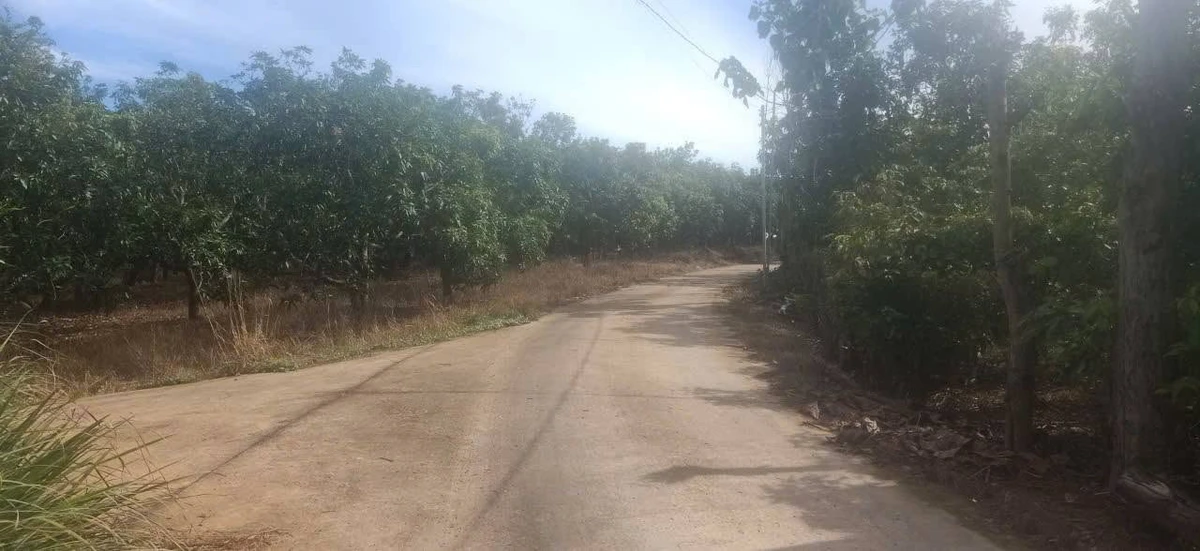 Bán đất trồng xoài 7.000m2, QL20, Cần Giờ - Ảnh thu nhỏ 3