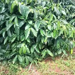 Bán đất 1.2 ha, 950 triệu ở Tuy Đức, Đắk Nông - Ảnh thu nhỏ 2