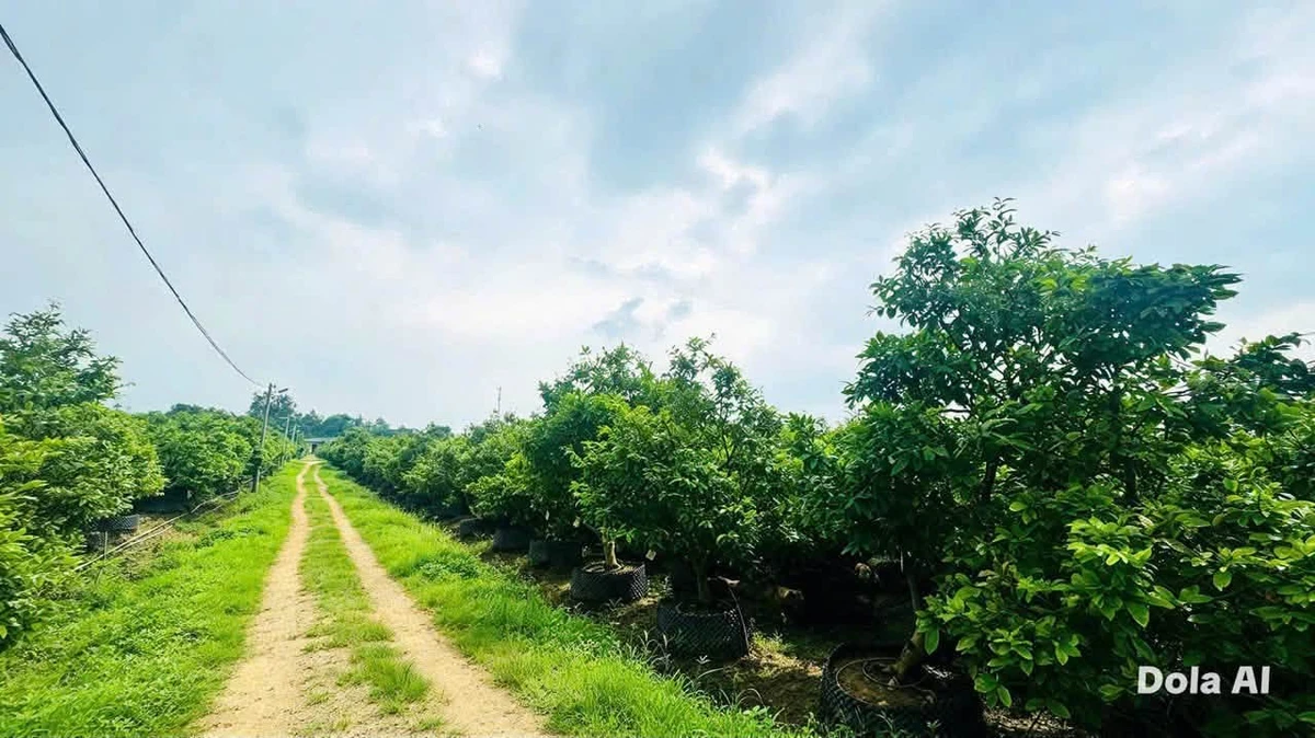 Bán vườn mai gần 2 hecta Tân Triều Đồng Nai 24 tỷ - Ảnh thu nhỏ 5