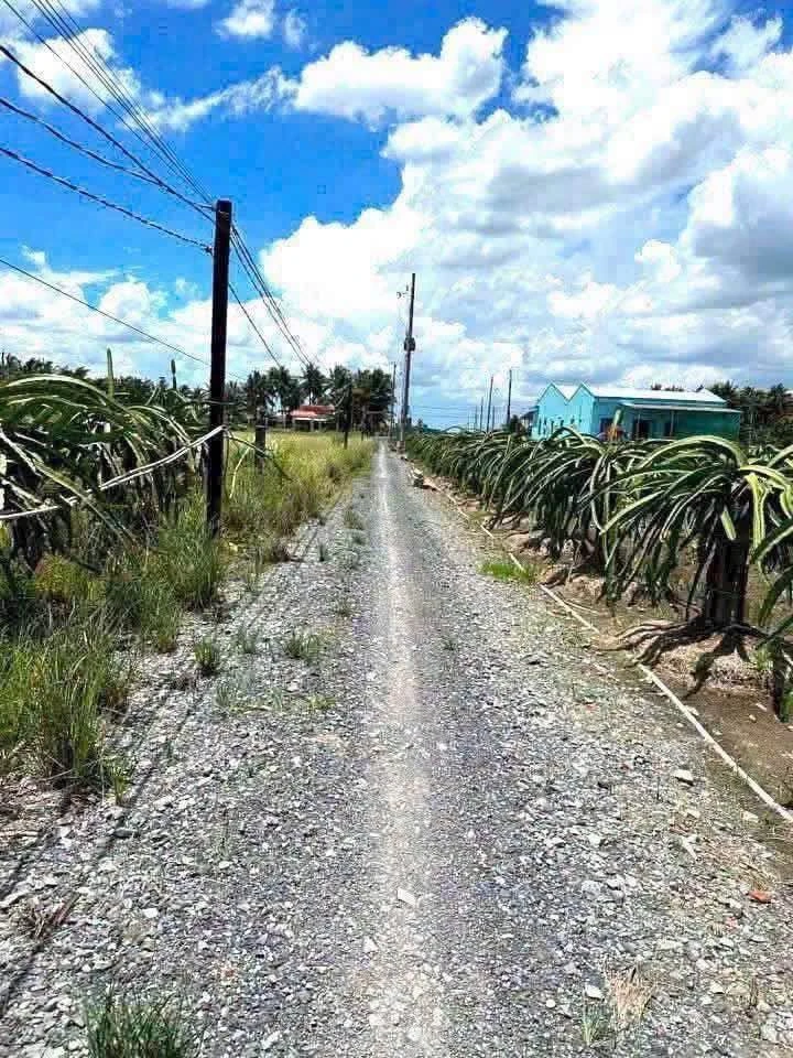 Bán đất lúa 1.166m² giá 750 triệu tại Phước Tân Hưng, Châu Thành, Long An - Ảnh 1