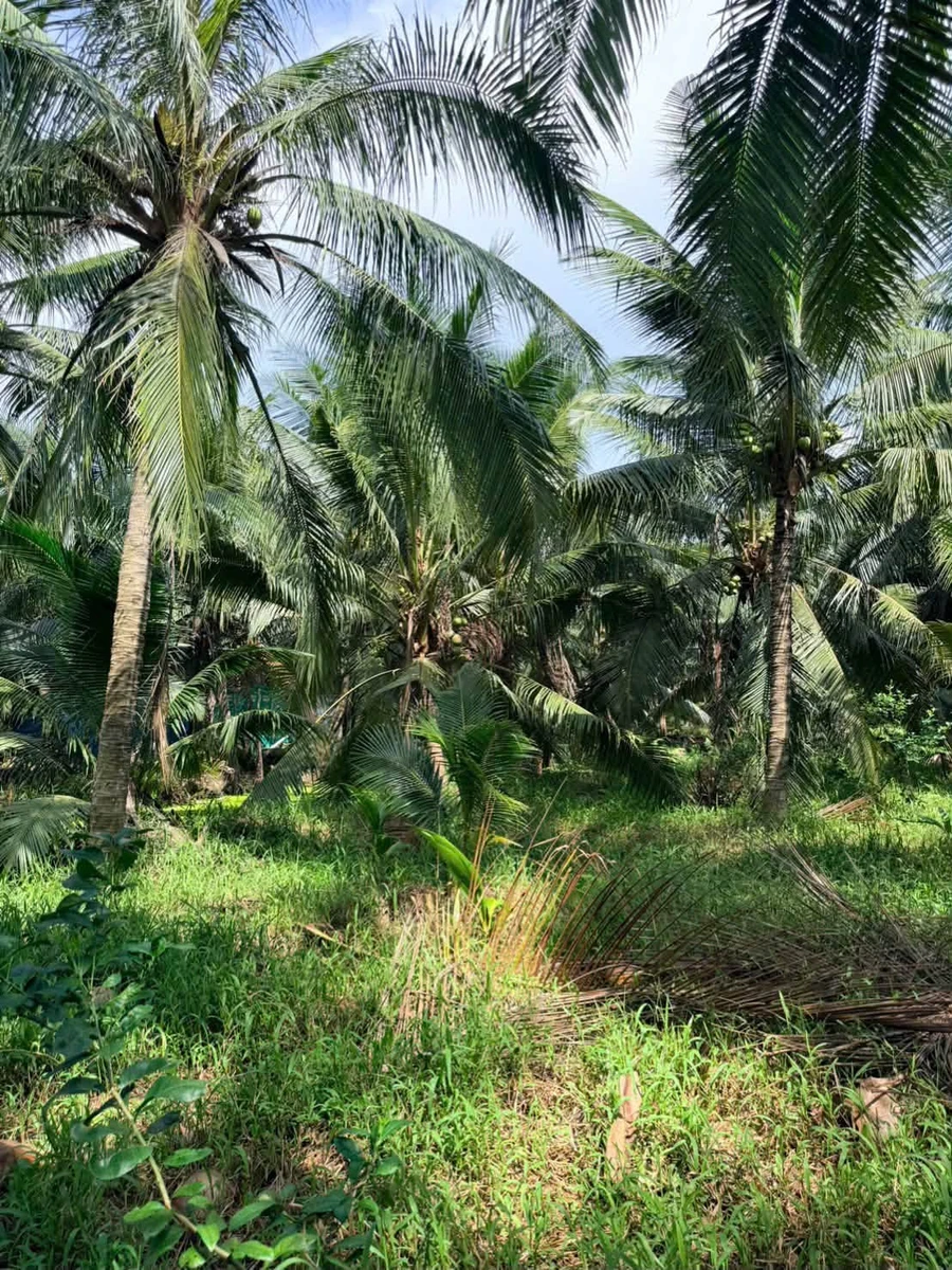 Bán đất vườn dừa 1 mẫu (10.000m²) Mỹ Chánh Hoà, giá 2,8 tỷ - Ảnh thu nhỏ 4