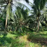 Bán đất vườn dừa 1 mẫu (10.000m²) Mỹ Chánh Hoà, giá 2,8 tỷ - Ảnh thu nhỏ 4