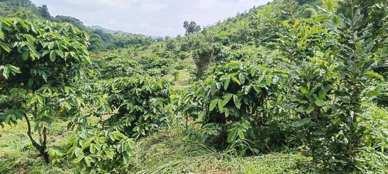 Bán đất 2 ha, 650 triệu ở Tuy Đức, Đắk Nông
