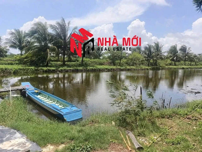 Bán đất vuông 36 công Phú Tân Cà Mau