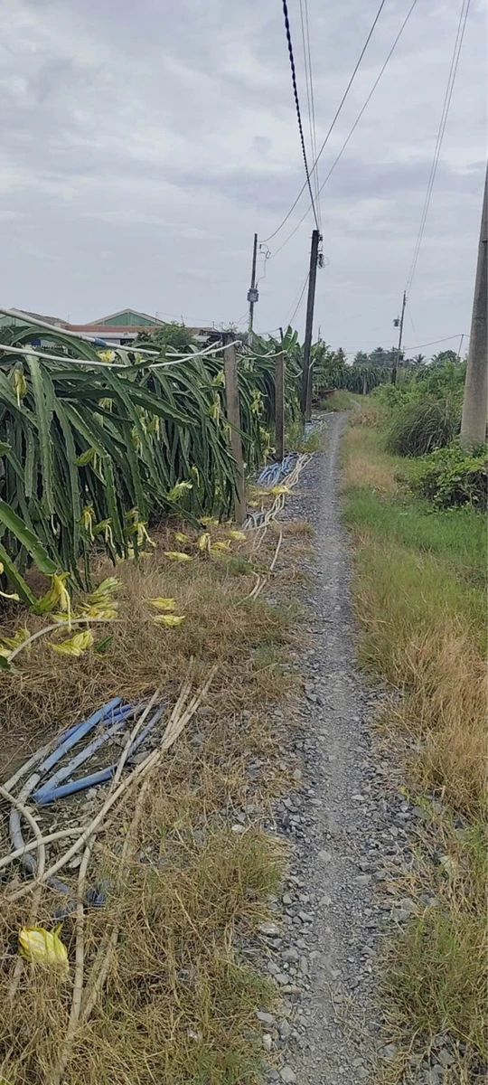 Bán 2 công đất Hiệp Thạnh Long An 540 triệu - Ảnh 1