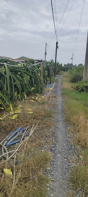 Bán 2 công đất Hiệp Thạnh Long An 540 triệu