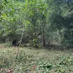 Bán 3.400m² đất vườn Tân Phú, Đồng Nai 870 triệu - Ảnh thu nhỏ 4
