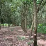 Bán đất mặt tiền ĐT 783, Tây Ninh, 3.896 m², 2,6 tỷ - Ảnh thu nhỏ 3
