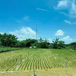 Bán đất 772m² Cần Giờ giá 399 triệu - Ảnh thu nhỏ 2