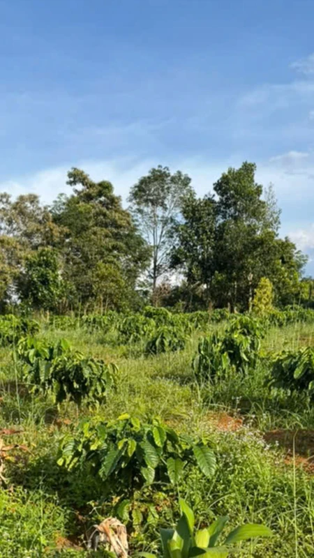 Bán đất vườn cà phê 2,5ha TP Gia Nghĩa, Lâm Đồng