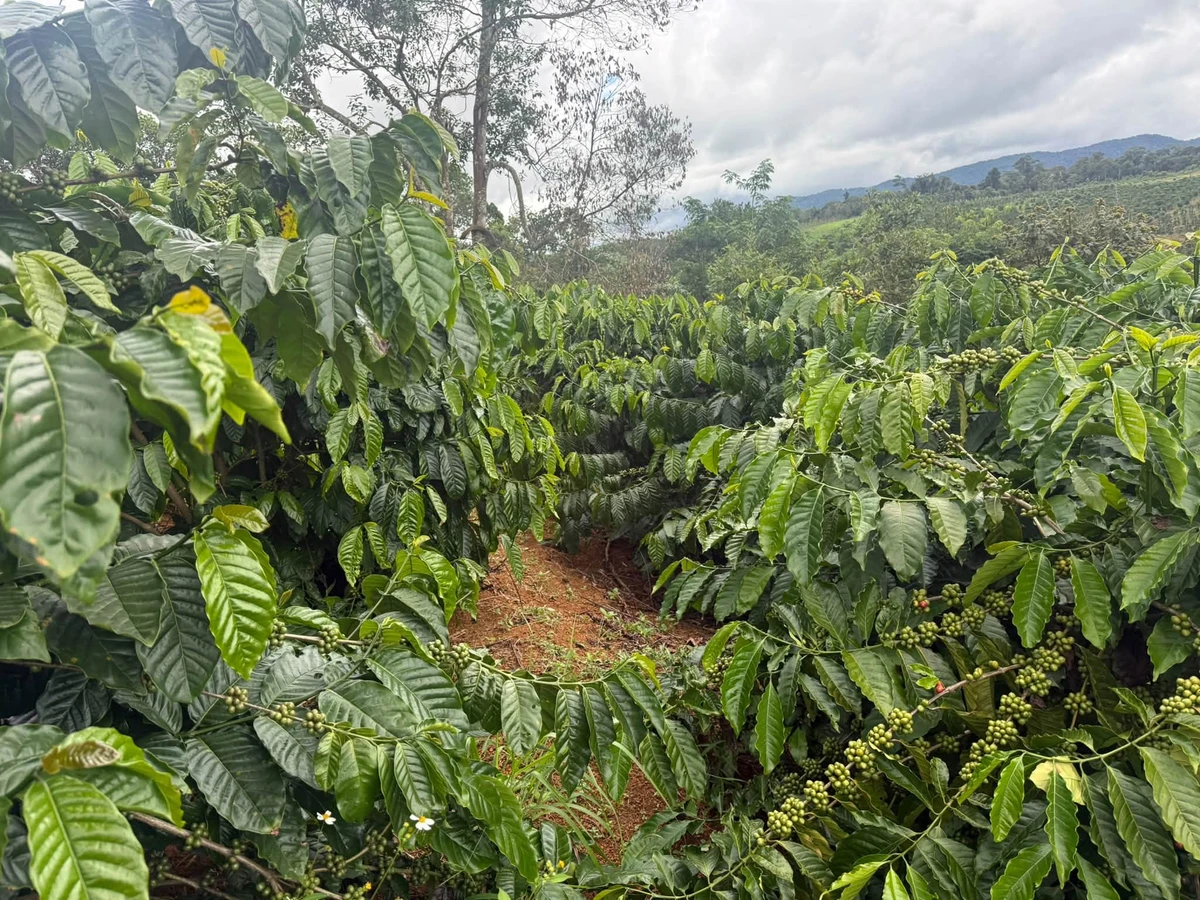 Bán 1,25ha đất vườn cà phê có nhà sẵn, sổ đỏ tại xã Nam Jang, Đăk Song - Ảnh 1