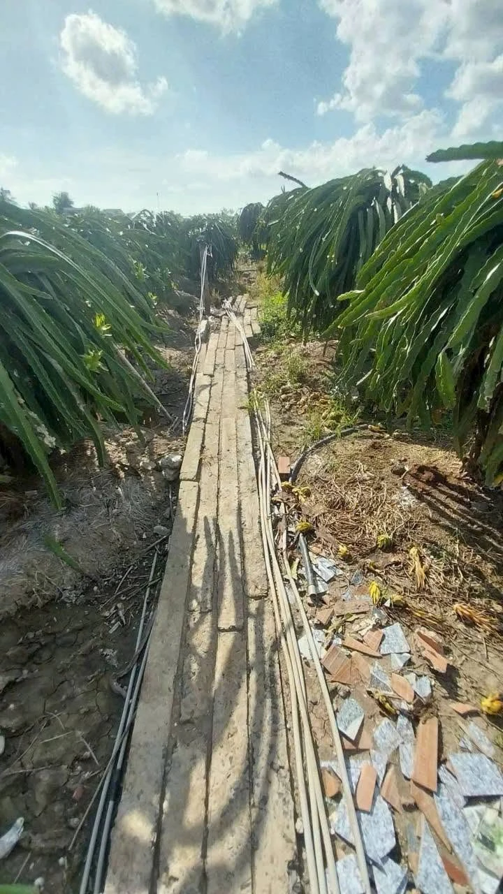 Bán đất thổ cư 650m2 giá 299 triệu tại Dương Xuân Hội, Châu Thành, Long An - Ảnh 1