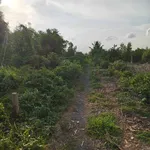 Bán đất ngộp Tân Thành Thủ Thừa 1000m2 giá 425 triệu - Ảnh thu nhỏ 3