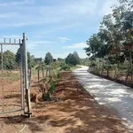 Bán lô đất sầu riêng 1ha3, Lộc Ninh, Lâm Đồng, 1 tỷ 999 triệu - Ảnh thu nhỏ 1