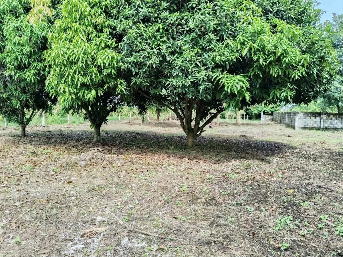 Bán đất 1000m² tại Hàm Liêm, Bình Thuận - 550 triệu - Ảnh thu nhỏ 2
