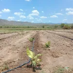 Bán đất Bắc Bình 9,5 mẫu 2,7 tỷ giáp sông suối - Ảnh thu nhỏ 4