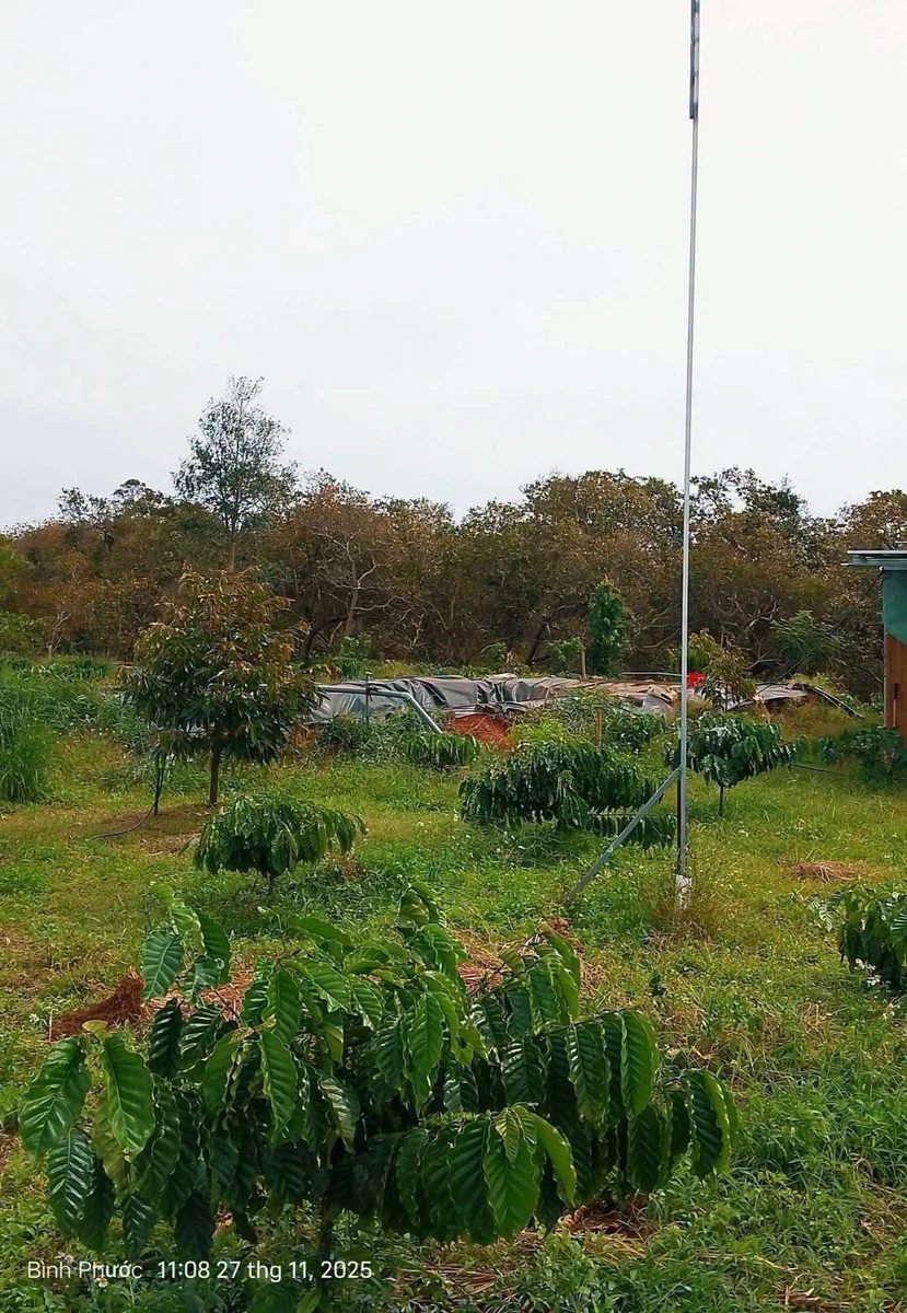 Bán đất vườn cà phê 9 sào, Bù Đăng, Đồng Nai, 1,5 tỷ - Ảnh 1