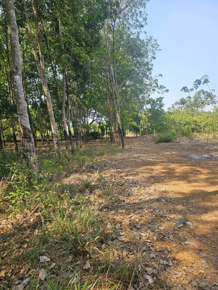 Bán đất 4800m² tại Đồng Phú, Đồng Nai, 2 tỷ - Ảnh thu nhỏ 3