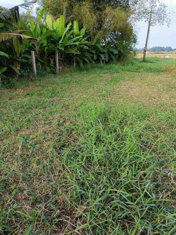 Đất thổ cư 244m² Ấp An Hòa 1 Xã Bình An 800 triệu - Ảnh thu nhỏ 4
