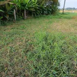 Đất thổ cư 244m² Ấp An Hòa 1 Xã Bình An 800 triệu - Ảnh thu nhỏ 4