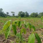 Bán đất 5700m2 tại xã Thanh Hoà, Bù Đốp, Bình Phước - Ảnh thu nhỏ 1