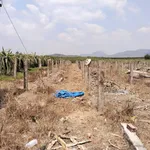 Bán vườn thanh long 2.8ha tại Xã Tân Hải Lagi Bà Rịa Vũng Tàu - Ảnh thu nhỏ 4