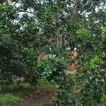 Bán nhà 2PN với đất KCN Giao Long, Bình Dương, 554m2, 1,05 tỷ - Ảnh thu nhỏ 2
