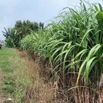 Bán 6.500 m² đất mặt tiền 18m tại Cần Thơ - Ảnh thu nhỏ 4
